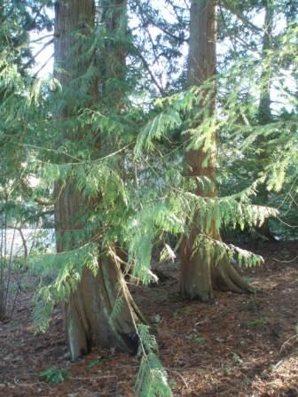 Just a couple of the Cedar Trees in our mini forest